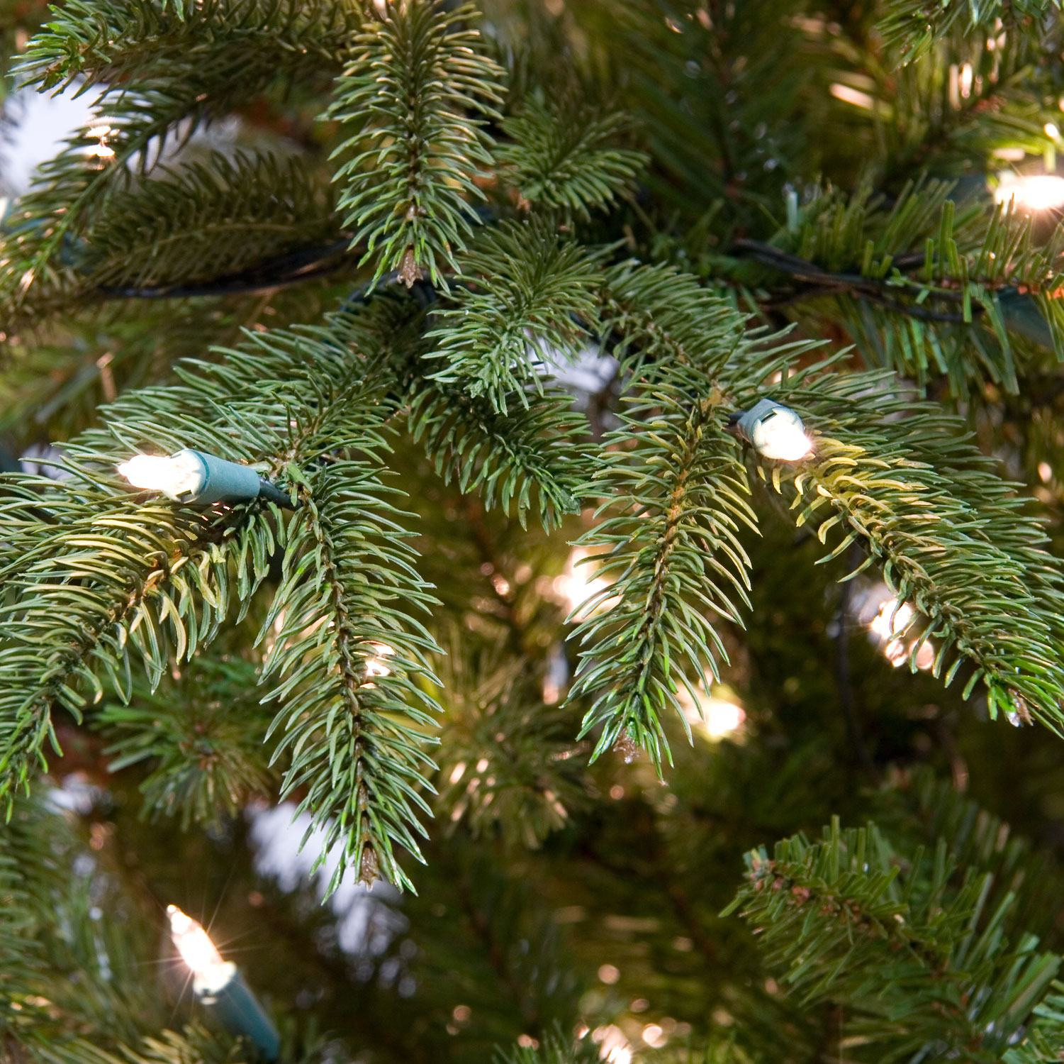 Unlit Fraser Fir Wintergreen Corporation